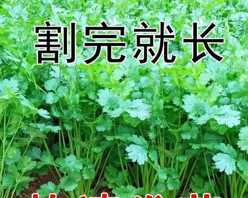 香菜怎么种植（香菜的种植方法步骤）