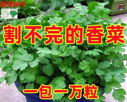 香菜怎么种植（香菜的种植方法步骤）