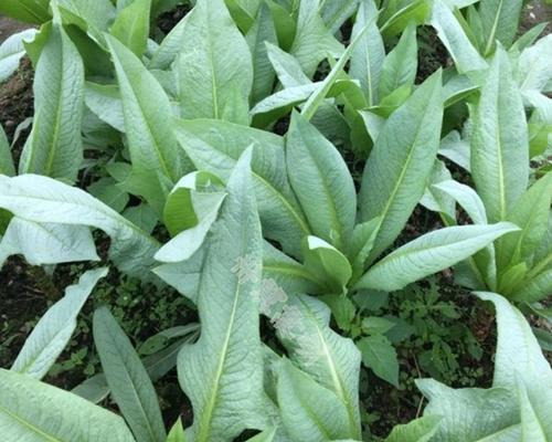 油麦菜最晚什么时候种（油麦菜的种植方法和时间）