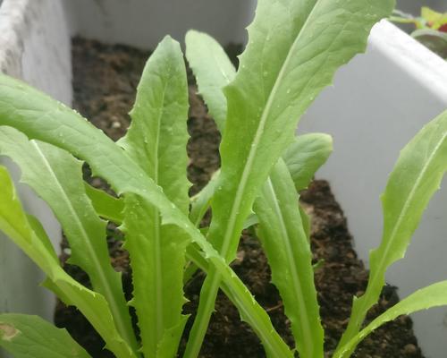 油麦菜最晚什么时候种（油麦菜的种植方法和时间）