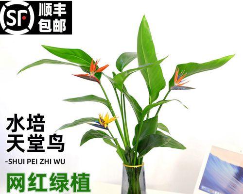 鹤望兰花期几月份（有关鹤望兰的开花时间）