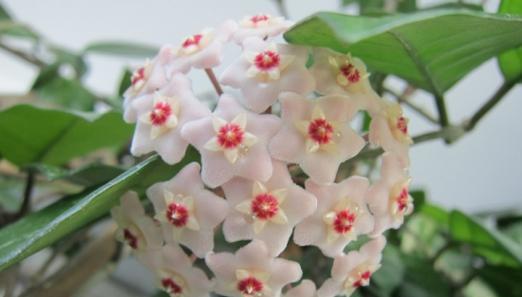 球兰花怎么养（球兰花的种植方法和注意事项）
