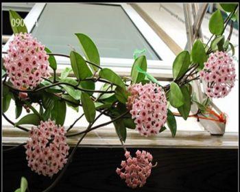球兰花怎么养（球兰花的种植方法和注意事项）