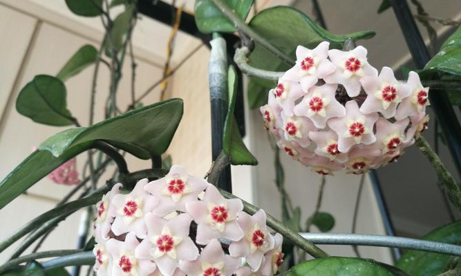 球兰花怎么养（球兰花的种植方法和注意事项）