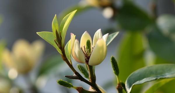 含笑花什么时候开花（含笑花的养殖方法讲解）