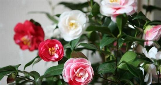 山茶花怎么养（山茶花种植方法和时间）