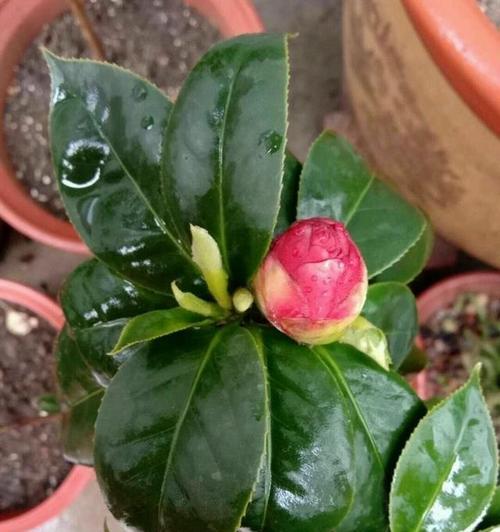 山茶花怎么养（山茶花种植方法和时间）