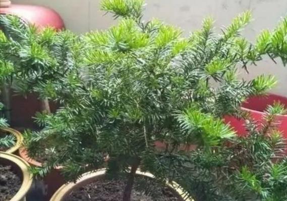 红豆杉怎么养比较好（红豆杉盆栽种植方法）