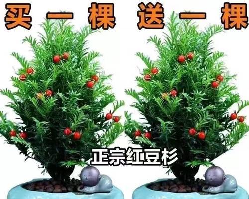 红豆杉怎么养比较好（红豆杉盆栽种植方法）