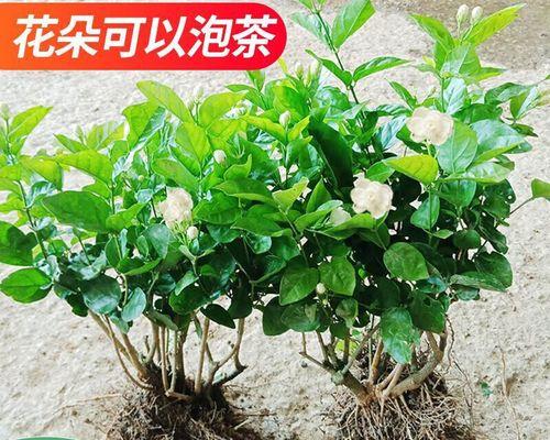 茉莉盆栽怎么养（盆栽茉莉养殖方法讲解）