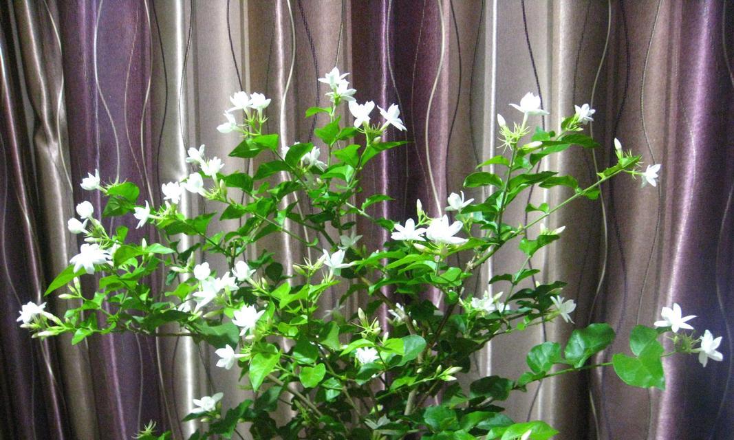 茉莉盆栽怎么养（盆栽茉莉养殖方法讲解）
