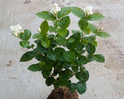 茉莉盆栽怎么养（盆栽茉莉养殖方法讲解）