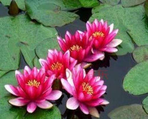 睡莲怎样种植（有关睡莲的栽培步骤）