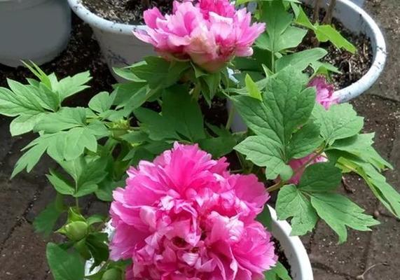 牡丹花怎么养（牡丹花养殖的正确方法）