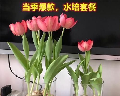 郁金香种球怎么种（郁金香种子种植方法和时间）