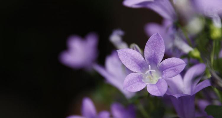 风铃草什么时候开花（有关风铃花期简介）