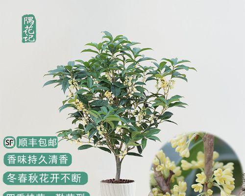 桂花树盆栽怎么养（详解桂花盆栽的养护要点）