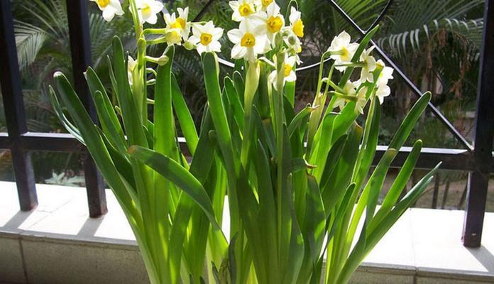 水仙花怎么养（水仙花的养殖方法与技巧）