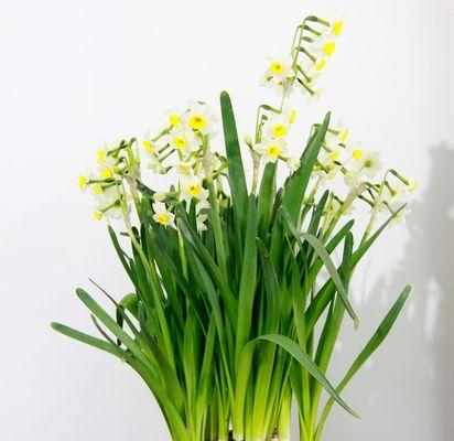 水仙花怎么养（水仙花的养殖方法与技巧）