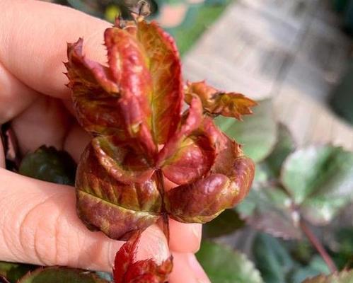 月季花叶子发黄枯萎是怎么回事（月季花黄叶原因及解决方法）