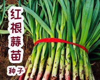 大蒜什么时候种植（大蒜的种植方法步骤）