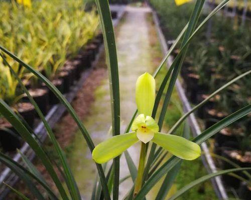 兰花种植土怎么配（兰花种植土配方大全）