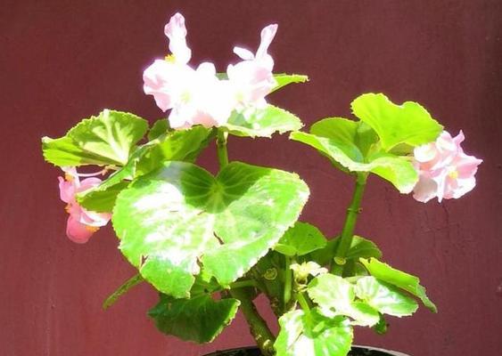 海棠花怎么养家庭养法（有关海棠花的养护要点）