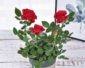 如何养月季花（盆栽月季花养护技巧）