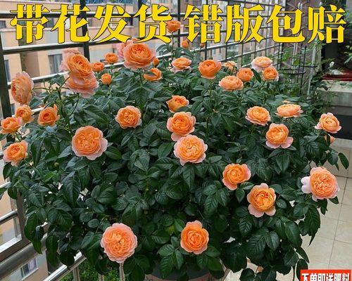 如何养月季花（盆栽月季花养护技巧）