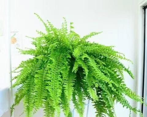 耐阴的室内植物有哪些（盘点十大耐阴绿植）