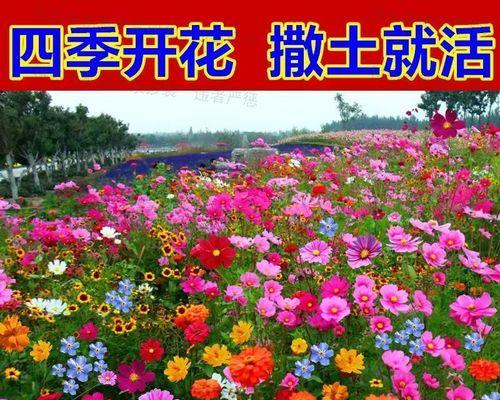 花籽怎么种植方法（多肉种植方法及注意事项）