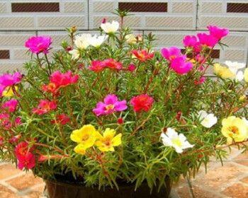花籽怎么种植方法（多肉种植方法及注意事项）