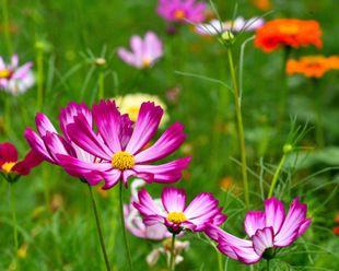 波斯菊什么时候开花（观赏波斯菊花期简介）