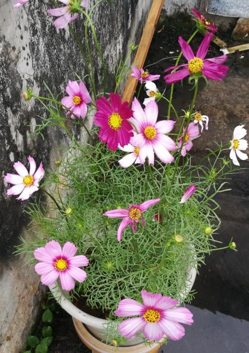 波斯菊什么时候开花（观赏波斯菊花期简介）