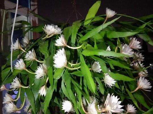 昙花如何养殖（昙花的养殖方法和注意事项）