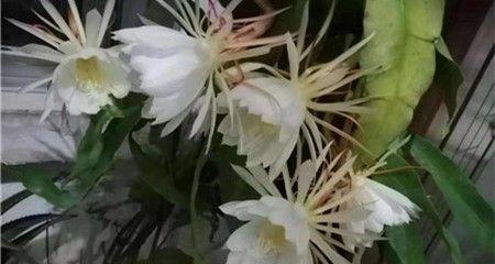 昙花如何养殖（昙花的养殖方法和注意事项）