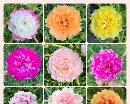 牡丹花种植方法（打造绚丽花海的秘诀）