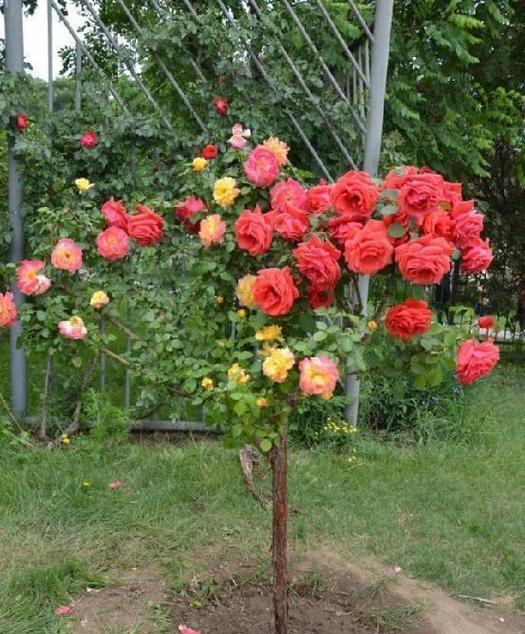 牡丹花种植方法（打造绚丽花海的秘诀）