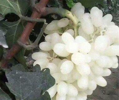 葡萄怎么种植（葡萄种植技术与管理）