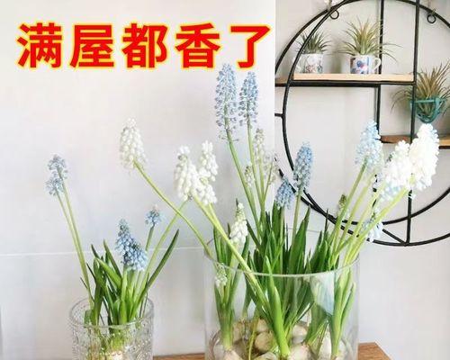 葡萄怎么种植（葡萄种植技术与管理）