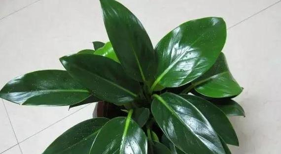 花卉养护知识大全