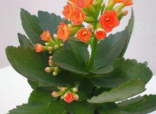 花卉养护知识大全