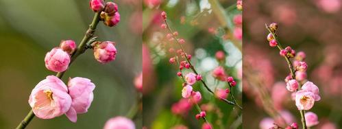 梅花什么时候开（观赏梅花花期简介）