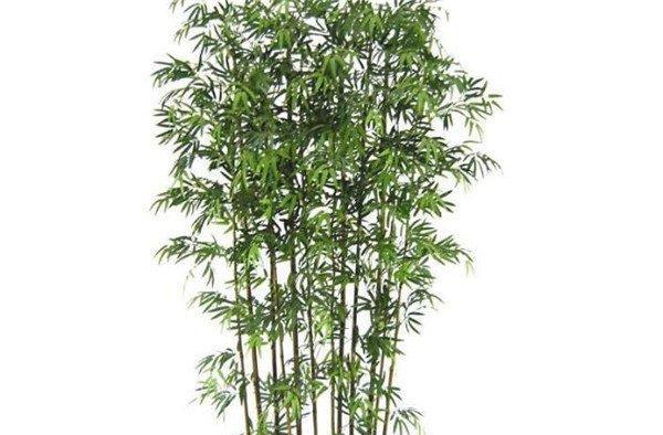 观赏竹子有哪些品种（十大观赏竹子品种）