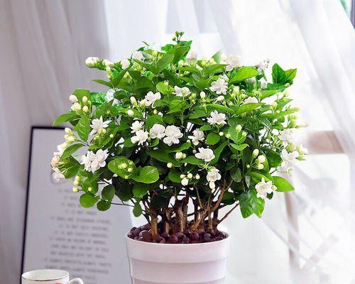 茉莉的养殖方法（详解茉莉花养护知识）