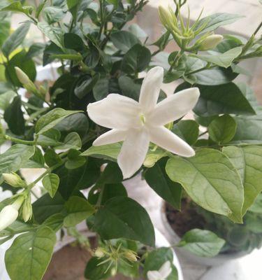 茉莉的养殖方法（详解茉莉花养护知识）