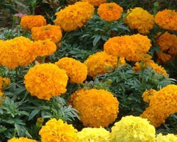 好种易活的花卉有哪些（常见的草花品种介绍）