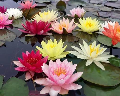 莲花怎么养（水培莲花养殖方法讲解）