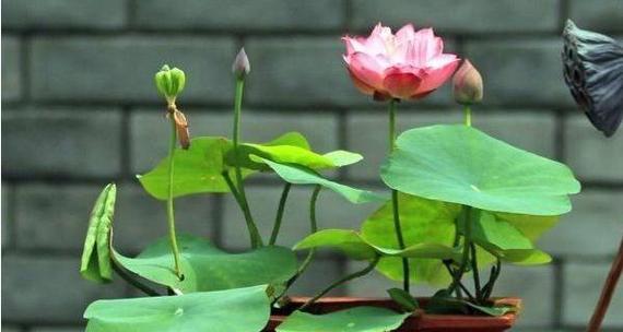 莲花怎么养（水培莲花养殖方法讲解）