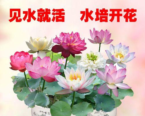 莲花怎么养（水培莲花养殖方法讲解）